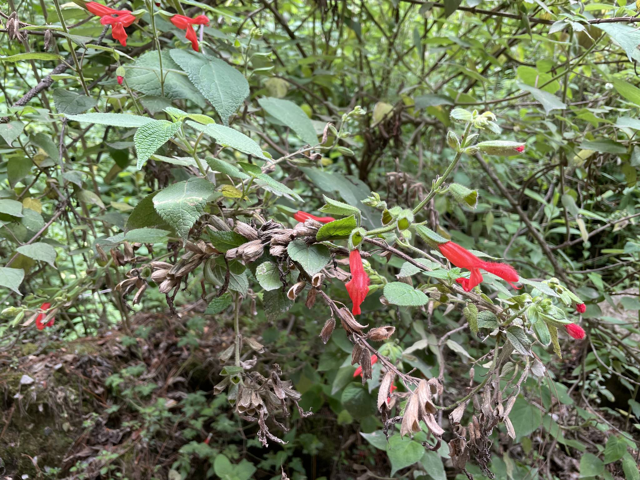 Salvia gesneriiflora